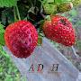 @ADHomesteading