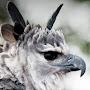 @harpytheeagle.