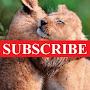 @S2Pvideos