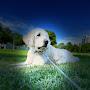 @lovedogs5898