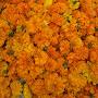 @saurdarshan
