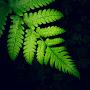 @Natureloopnz