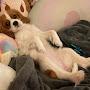 @PreppyDogLoverr