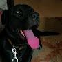 @shooterdoglovers