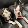 @bostonterrierplanet-bn1ge
