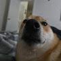 @puppydoofers