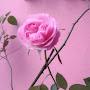 @rahimaraiakhatun4550