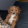 @Isabellethecavapoo