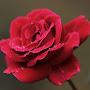 @Mohan-w4v-f3d