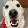 @Marleyisadog