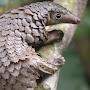 @pyropangolin9829