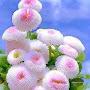 @binhang4833