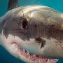 @whiteyshark5826