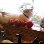 @Wisconsincatmom