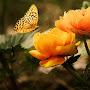 @niteshrajput3270