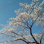 @K花-g4m