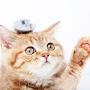 @ねこねこねこねこ-n3q