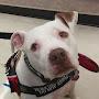 @servicedogchopper7613