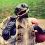 @MisterTurtle00000