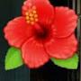 @madhavisaraswathi6473