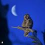 @noursulaiman7081