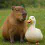@Capibara_y_Pato