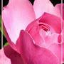 @sasikumar6018