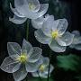 @Mother1349mehrbano