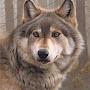 @WallyDWolf