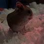 @NibblesIsAHamster
