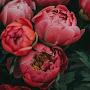 @mariondaim4491