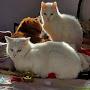 @marycutajar1670
