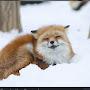 @Vex_The_Fox