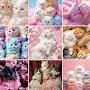 @Cute-cats-wo3ld