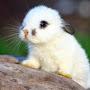 @StupidRabbit01