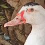 @Duckfarmer
