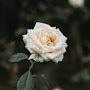 @سعدالسعيد-ه2ح