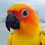 @sunconure1