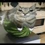@Watermeloncat1112
