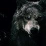 @wolfblood80