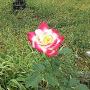@jaynegorup9790