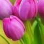 @balasubramaniansellaiah4877