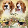 @Anjenland_kennel