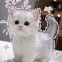 @Catlovekitten3