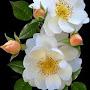 @shahzadahmad8773