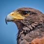 @night17hawk