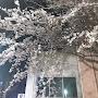 @cherryblossoms7620