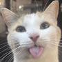 @KittlessAlt