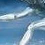 @joseantoniolopeslopes405