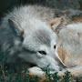 @darkwolf8909